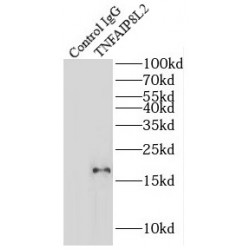 Tumor Necrosis Factor Alpha-Induced Protein 8-Like Protein 2 (TNFAIP8L2) Antibody