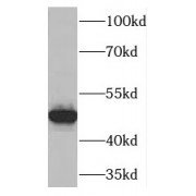 WB analysis of mouse testis tissue, using TNFSF13B antibody (1/1000 dilution).