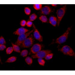 Mitochondrial Import Receptor Subunit TOM20 Homolog (TOMM20) Antibody