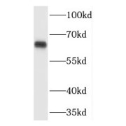WB analysis of HepG2 cells, using TPTE antibody (1/500 dilution).