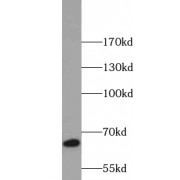 WB analysis of MCF7 cells, using TRIM25 antibody (1/500 dilution).