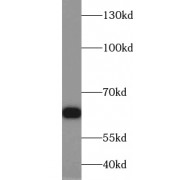 WB analysis of HEK-293 cells, using TRIM32 antibody (1/500 dilution).