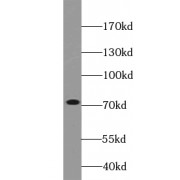 WB analysis of BxPC-3 cells, using TRIM41 antibody (1/800 dilution).