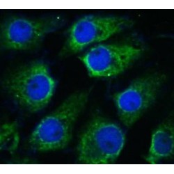 GP145-TrkB/GP95-TrkB (TrkB) Antibody