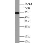 WB analysis of Jurkat cells, using TRMT5 antibody (1/500 dilution).