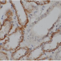TSC22 Domain Family Protein 2 (TSC22D2) Antibody