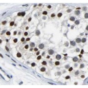 IHC-P analysis of human testis tissue, using TSGA14 Antibody (1/50 dilution).
