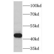 abx239069
