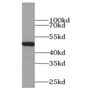 WB analysis of RAW 264.7 cells, using Tubulin-beta antibody (1/10000 dilution).