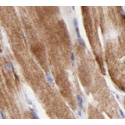 Twinkle Antibody