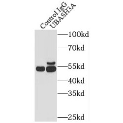 UBASH3A-Specific Antibody