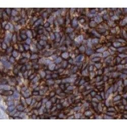 UBC9-Specific Antibody