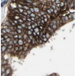 UBN1-Specific Antibody