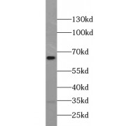 WB analysis of mouse heart tissue, using UBXN4 antibody (1/500 dilution).