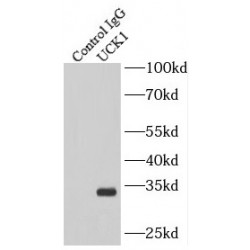 Uridine-Cytidine Kinase 1 (UCK1) Antibody