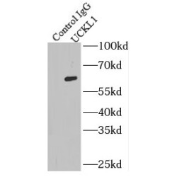 Uridine-Cytidine Kinase-Like 1 (UCKL1) Antibody