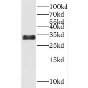 WB analysis of Transfected HEK-293 cells, using UCMA antibody (1/1000 dilution).