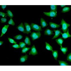 Urocortin-2 (UCN2) Antibody