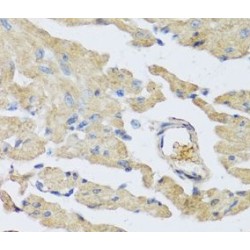 Urocortin-2 (UCN2) Antibody