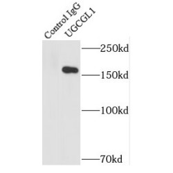 UDP-Glucose:glycoprotein Glucosyltransferase 1 (UGCGL1) Antibody
