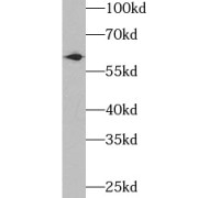 WB analysis of HepG2 cells, using UGDH antibody (1/1000 dilution).