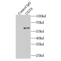 2-Hydroxyacylsphingosine 1-Beta-Galactosyltransferase (UGT8) Antibody