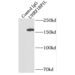 UHRF1-Binding Protein 1-Like (UHRF1BP1L) Antibody