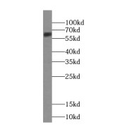 abx239264