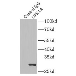 Uroplakin-1a (UPK1A) Antibody