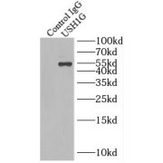 IP analysis of NIH/3T3 cell lysate (1200 µg), using USH1G antibody (4 µg, detection: 1/500 dilution).