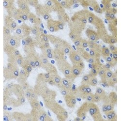 UV Radiation Resistance-Associated Gene Protein (UVRAG) Antibody