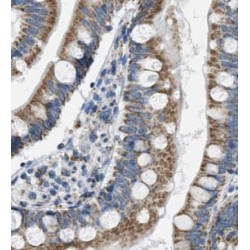 Vesicle-Associated Membrane Protein 7 (VAMP7) Antibody