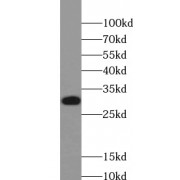 WB analysis of HEK-293 cells, using VDAC1 antibody (1/1000 dilution).