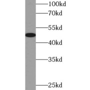 abx239390
