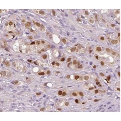 Transcription Cofactor Vestigial-Like Protein 1 (VGLL1) Antibody