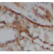 abx239411