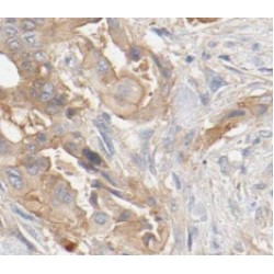 Von Willebrand Factor A Domain Containing Protein 1 (VWA1) Antibody