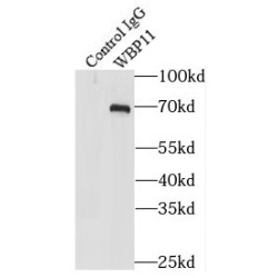 WW Domain-Binding Protein 11 (WBP11) Antibody