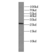abx239476