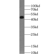 WB analysis of HEK-293 cells, using WDR21C antibody (1/500 dilution).