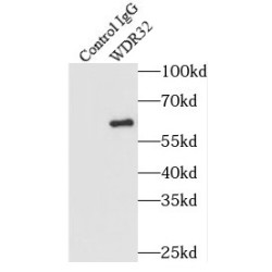 WD Repeat-Containing Protein 32 (WDR32) Antibody