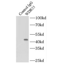 WD Repeat-Containing Protein 55 (WDR55) Antibody