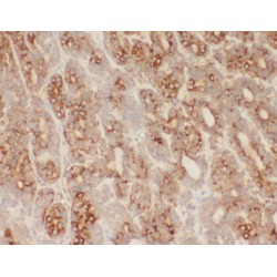 WD Repeat-Containing Protein 7 (WDR7) Antibody