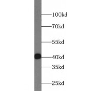 WB analysis of HeLa cells, using WDR77 antibody (1/1000 dilution).