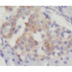 WAP Four Disulfide Core Domain Protein 3 (WFDC3) Antibody