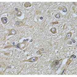 WD Repeat Domain Phosphoinositide-Interacting Protein 1 (WIPI1) Antibody