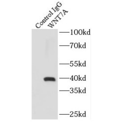 Protein Wnt-7a (WNT7A) Antibody