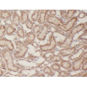 IHC-P analysis of human kidney tissue, using FAM123B Antibody (1/200 dilution).