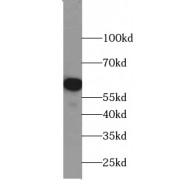 WB analysis of mouse heart tissue, using YME1L1 antibody (1/300 dilution).