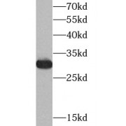 WB analysis of Raji cells, using YWHAZ antibody (1/1000 dilution).